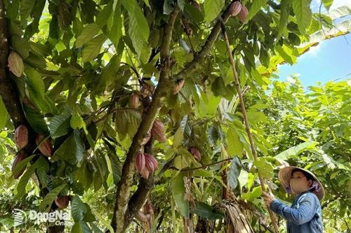Lợi thế trồng, chế biến ca cao