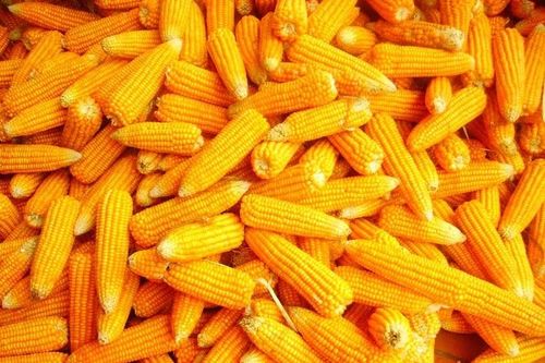 Nhập khẩu bắp đạt gần 2 tỷ USD