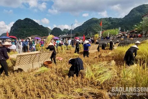 Cuộc thi gặt lúa bằng công cụ thô sơ
