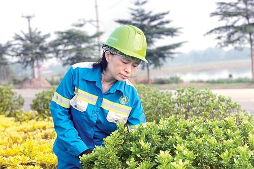Những 'bông hoa' làm đẹp phố phường