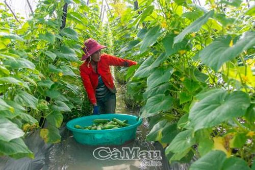 An toàn thực phẩm trong sản xuất nông nghiệp