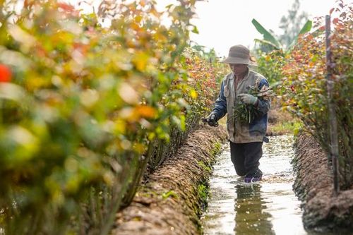 Làng hoa lớn nhất Hà Nội đìu hiu, phải 'mót' hoa bán dịp 20/10