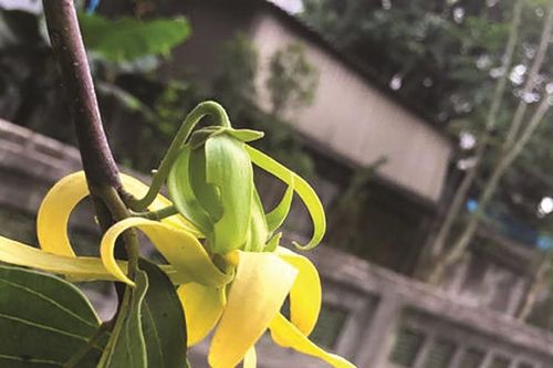 Ta còn em mùi hoàng lan