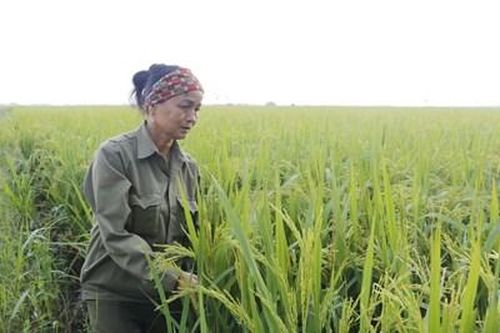 Cựu chiến binh Phạm Thị Sen làm giàu từ cây lúa