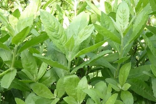 3 loại lá bờ rào thành đặc sản có tiền cũng khó mua