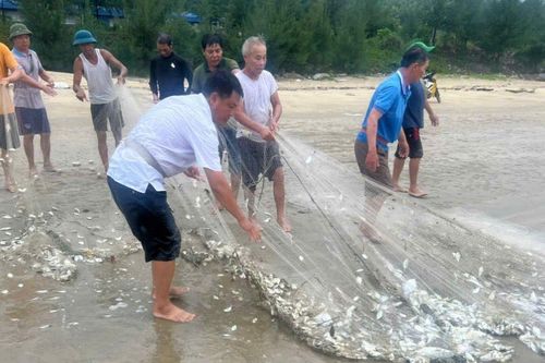 Ruốc, cá theo luồng, ngư dân Quảng Bình 'bỏ túi' tiền triệu mỗi sáng
