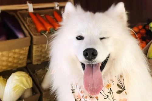 Thú cưng 'đi làm' tại quán càphê ở Trung Quốc để 'kiếm tiền ăn vặt'