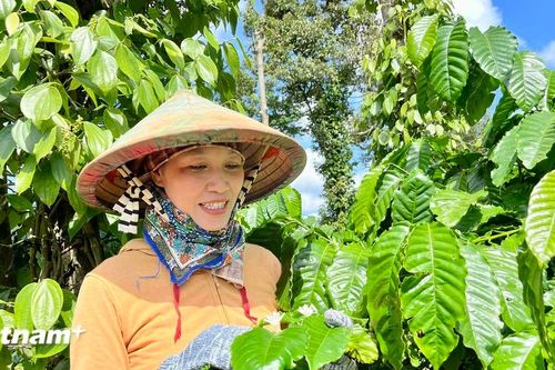 Từ cây cà phê 'xanh' đến giảng đường đại học của nữ nông dân hiện đại