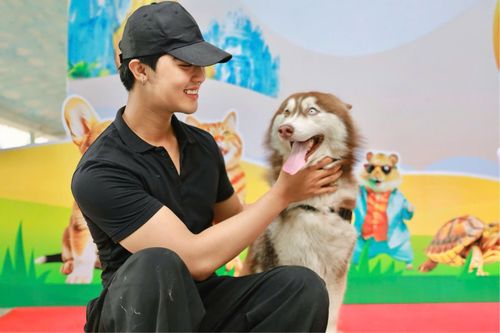 Chó, mèo tranh tài trong ngày hội thú cưng