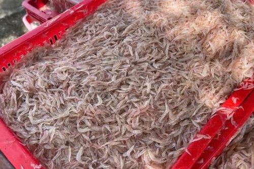 Ngư dân một xã trúng đậm ruốc biển mỗi chuyến thu về 5 triệu đồng