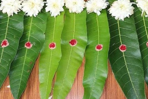 Đừng chỉ ăn quả, lá loại cây này quý như 'nhân sâm người nghèo', ở quê mọc cao vút