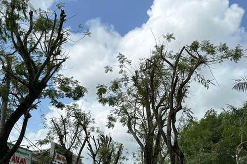 Vì sao 2 hàng phượng lâu năm trên đường Ngô Quyền ở Huế bị cắt, tỉa trụi cành?