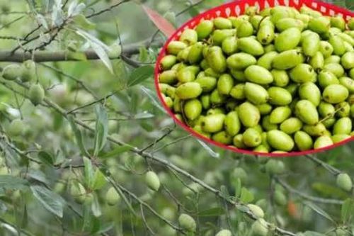 Loại quả xưa mọc dại chẳng ai ngó ngàng nay thành đặc sản giá tới 170.000 đồng/kg, giải độc rượu, chữa ho cực tốt