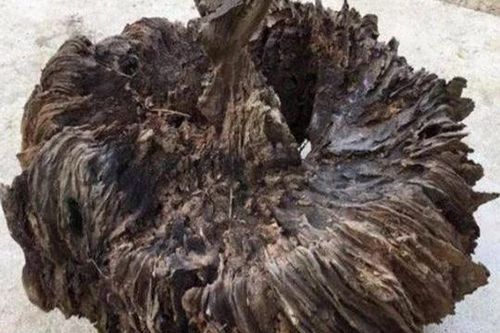 Ông lão đi đốn củi phát hiện khúc gỗ hình thù quái dị, định đem đốt nào ngờ là 'báu vật' vô giá