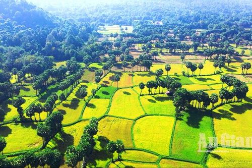 Cây thốt nốt - Món quà thiên nhiên ban tặng vùng đất Bảy Núi