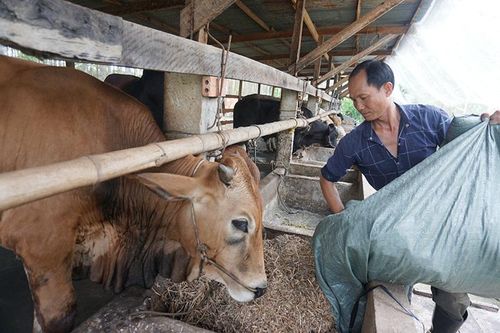 Huyện Hồng Ngự phát triển ngành hàng bò vỗ béo, bò sinh sản