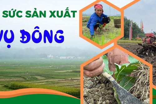 Dồn sức sản xuất vụ đông