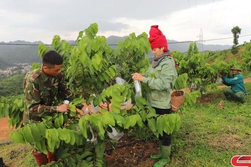 Mai Sơn phát triển nông nghiệp bền vững