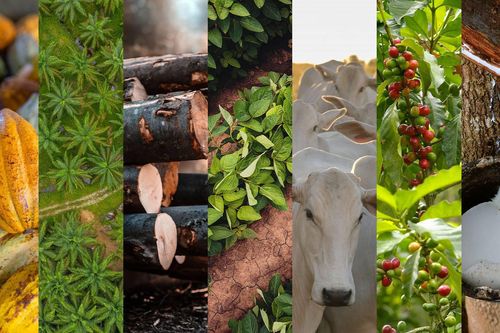 Thực hiện truy xuất nguồn gốc theo Quy định EUDR của EU: Thách thức và giải pháp