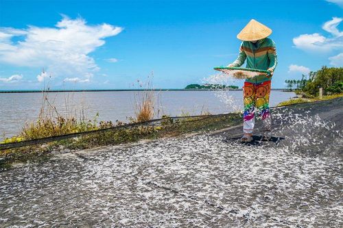 Mùa cá cơm bún lại về