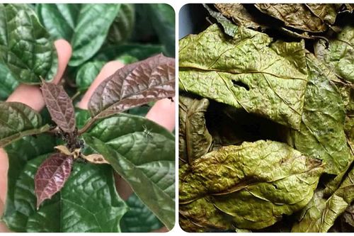 Uống lá xạ đen tươi hay khô thì tốt?