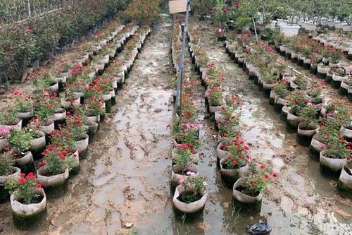 Làng hoa Mê Linh 'đỏ mắt' vì mất mùa, không có hoa phục vụ thị trường 20/10, 20/11