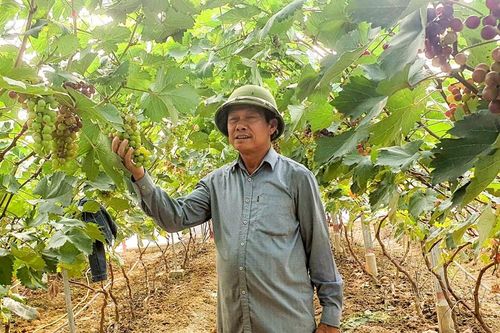 Người cựu binh tiên phong trồng nho hạ đen