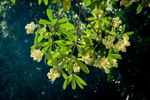 Tình yêu thầm lặng mỗi đêm thu