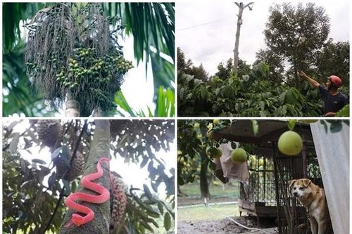 1001 kiểu chống trộm khi giá nông sản cao kỷ lục