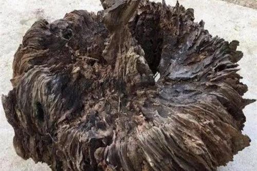 Phát hiện khúc gỗ lạ, định đem đốt nào ngờ là 'báu vật'