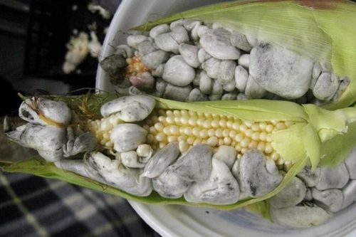 Loại ngô mốc đen nhìn phát sợ nhưng có tiền chưa chắc mua được