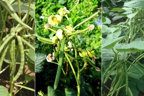 Giống đậu xanh mới cho năng suất cao, kháng bệnh