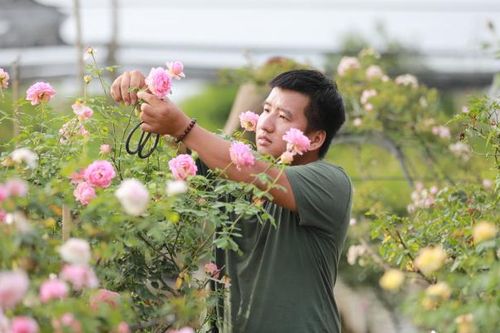 Chàng trai nhân giống thành công hoa hồng ngoại có giá 'triệu đô'