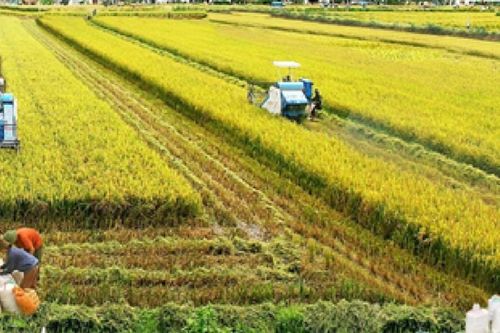 Cần 10.000 tỷ đồng để triển khai Đề án 1 triệu ha lúa chất lượng cao phát thải thấp