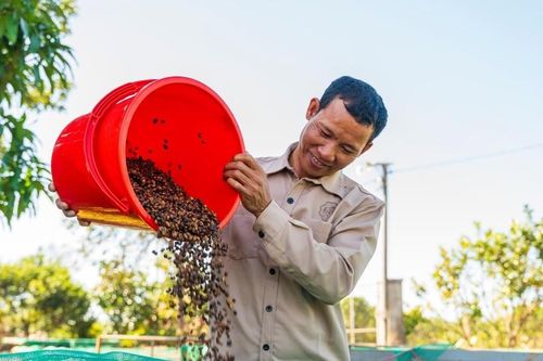 Khát vọng cà phê Tây Nguyên - Bài 7: Những ly cà phê có nắng của Ngon Avatar
