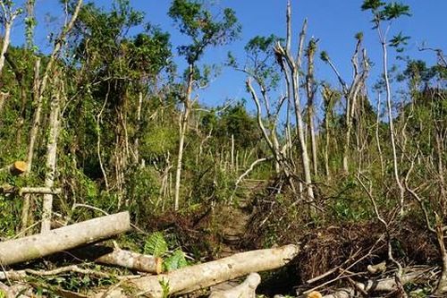 Vườn quốc gia Cát Bà: Xót xa những vạt rừng vùng lõi