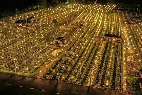 Cảnh tượng đẹp lung linh ở làng hoa lớn nhất Đà Nẵng khi vào vụ Tết