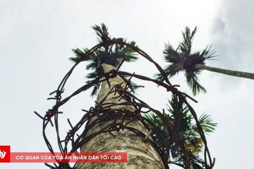 Lẻn vào nhà dân hái trộm cau tươi đem bán