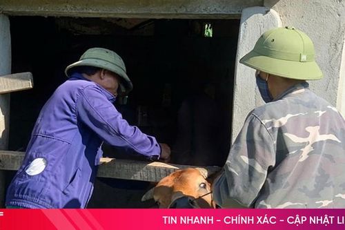 Cơ bản khống chế dịch lở mồm long móng trên trâu bò ở huyện Kỳ Anh