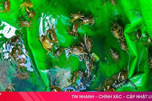 Xem mô hình nuôi cua đồng sinh sản đầu tiên tại Hà Tĩnh