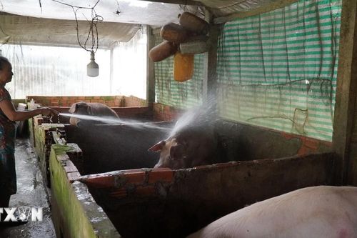 Phòng chống dịch bệnh trong chăn nuôi, đảm bảo cung ứng thịt cuối năm