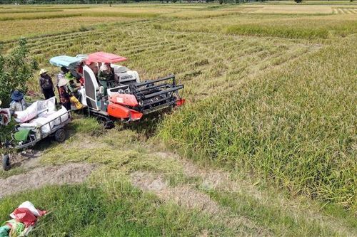 Nhanh chóng sản xuất vụ Đông, bù đắp thiệt hại vụ Mùa