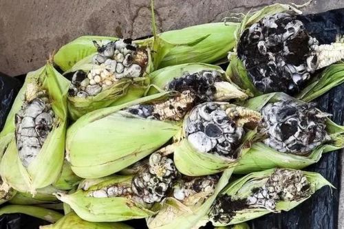 Đặc sản 'ngô thối': Nhìn phát sợ mà ngon ngỡ ngàng, có tiền chưa chắc đã mua được