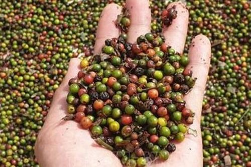 'Vàng đen' bứt tốc, chính thức trở thành 'nông sản tỷ USD'