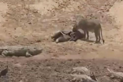 CLIP: Sư tử cái liều lĩnh cướp mồi của cá sấu và cái kết