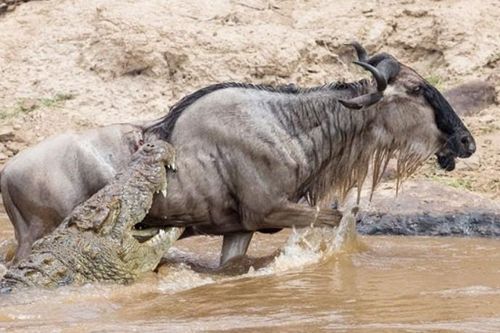 CLIP: Những pha săn mồi kinh hoàng của cá sấu sông Nile