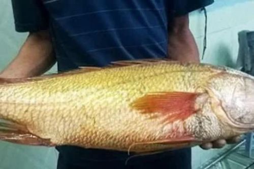 Loài cá được coi là 'báu vật', nằm trong top 5 loài cá đắt nhất thế giới, có con giá hơn 10 tỷ vẫn được đại gia săn đón