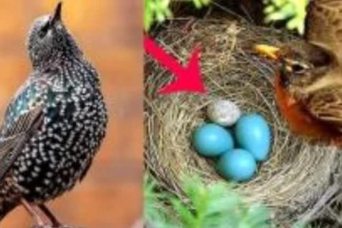 Nham hiểm, độc ác và rất vô trách nhiệm, loài chim này được mệnh danh 'lưu manh' nhất Việt Nam