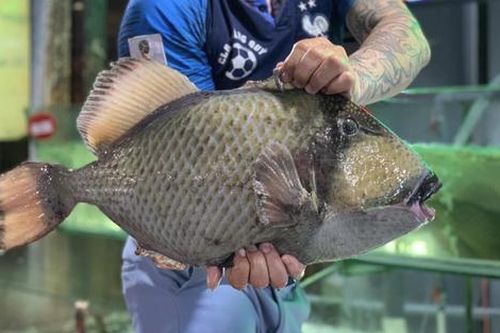Loại cá tên lạ xưa không ai biết giờ thành đặc sản quý hơn vàng, 500.000 đồng/kg