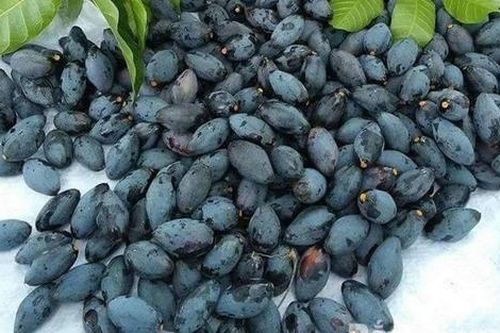 Loại quả xưa chín rụng không ai nhặt, giờ thành đặc sản được chị em đổ xô đi tìm, 140.000 đồng/kg